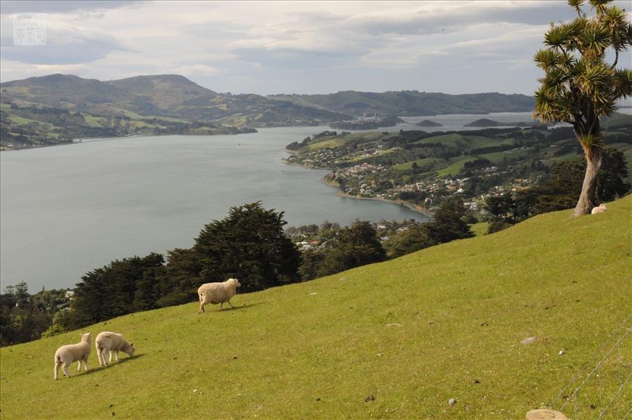 Otago Peninsula